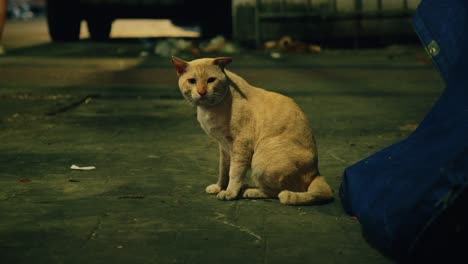 stray cat on the street in an alley in bangkok