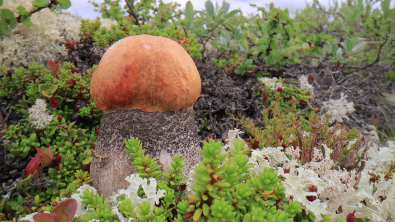 hermoso hongo boletus edulis en el musgo de la tundra ártica. hongo blanco en la hermosa naturaleza paisaje natural de noruega. temporada de hongos.