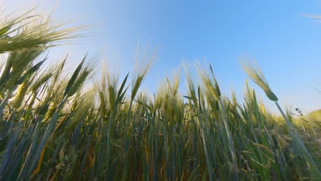 agricultura de cereales campos de cultivos iluminados por el amanecer