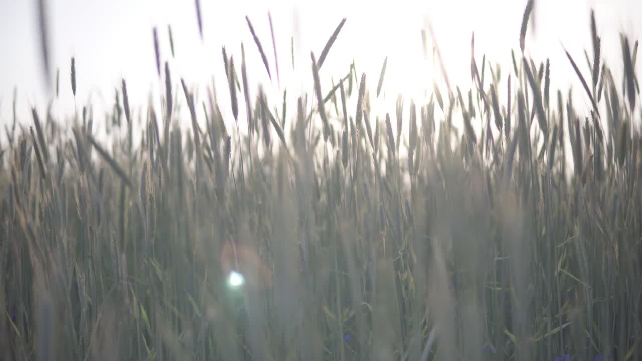 일몰 동안 시리얼 필드의 보기