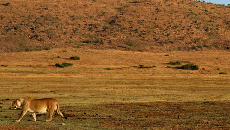 profile view of majestic lioness walking over dry grassy plain, south africa