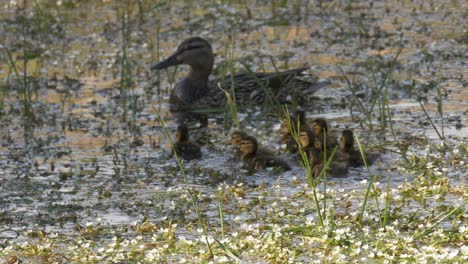 Beautiful-flock-of-baby-ducks-swimming-surrounded-by-flowers-to-be-reunited-with-their-mother