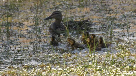 beautiful flock of baby ducks swimming surrounded by flowers to be reunited with their mother