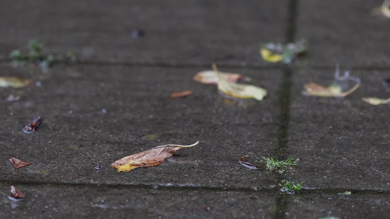 Closeup of heavy rain falling onto concrete slabs and fallen leaves in early Autumn. UK