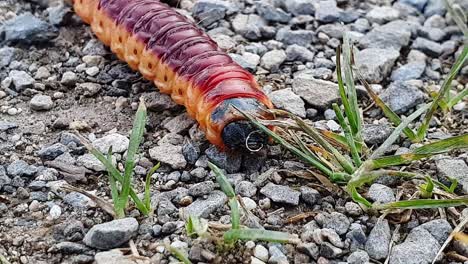 larva, oruga de una polilla de cabra arrastrándose sobre grava