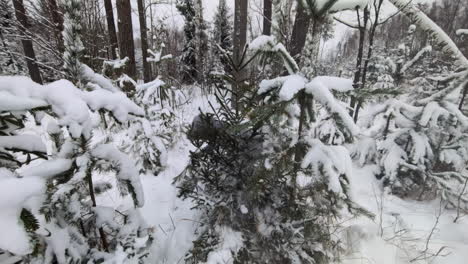 Una-Mujer-Excursionista-Sacudiendo-Un-Pino-Completamente-Cubierto-De-Nieve-En-Un-Bosque-Profundo