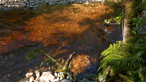 Transparent-tranquil-water-flowing-slowly-in-jungle-with-fern-plants-on-shore