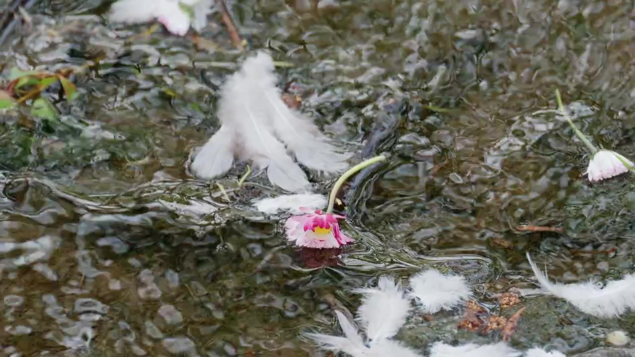 Multiple feathers and a small flower drifting along a shallow stream