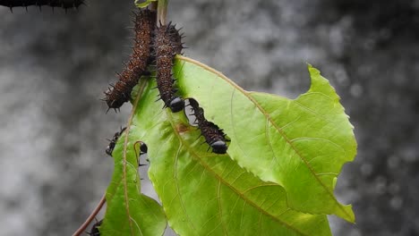 group of caterpillars eating leafs