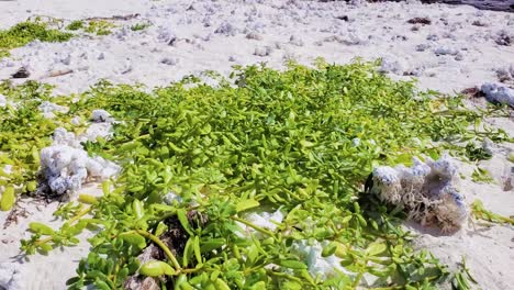 Shore-beach-with-Sea-grass,-white-sand-and-corals-and-sea-ripples-texture