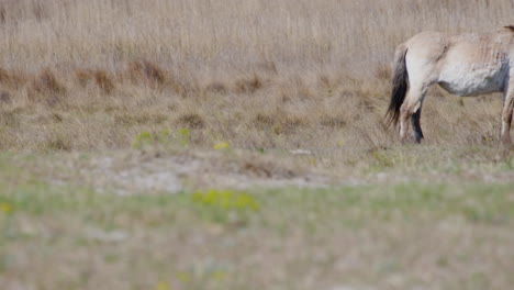 cerca de un caballo przewalksi salvaje caminando a través de la pradera