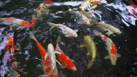 peces koi de varios colores nadando con gracia en el agua de un jardín, peces koi coloridos en el estanque