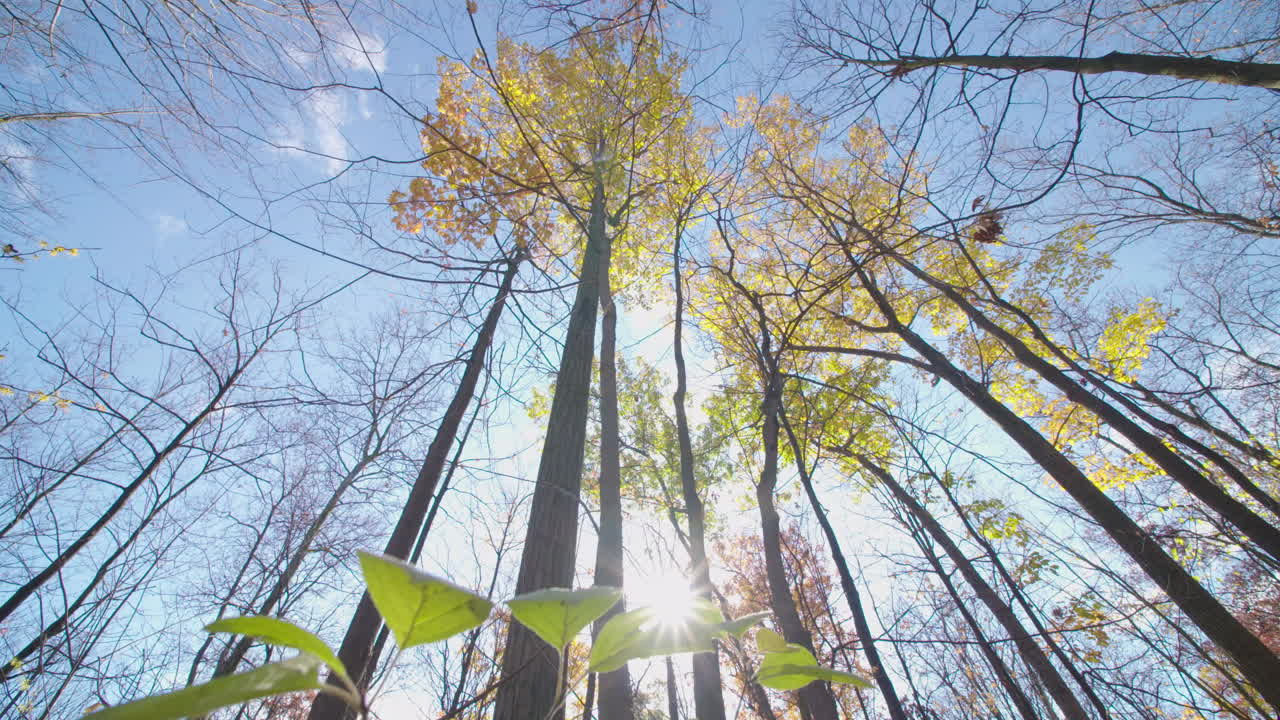 숲 속의 아름다운 가을날 나무 사이로 태양을 올려다본다