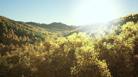 Magical-yellow-trees-glowing-in-the-sun