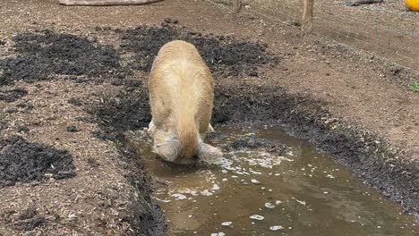 Aufnahme-Eines-Schweins,-Das-Sich-Im-Schlammbecken-Suhlt