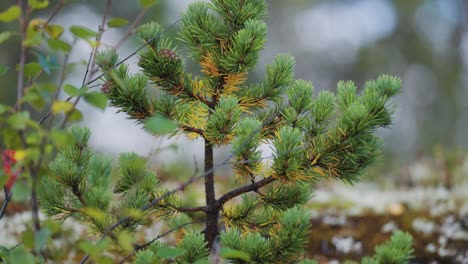 close-up of a pine tree branch in a forest