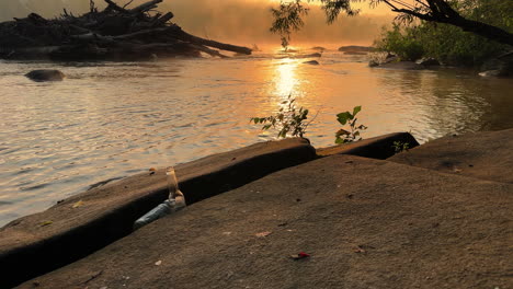wide shot of pony pasture, richmond virginia during a misty summer sunrise, litter nestled in the rocks