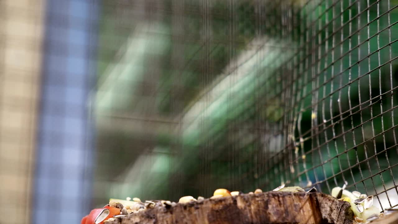 다람는 동굴에 앉아 있다. 다람가 견과류를 먹는다.