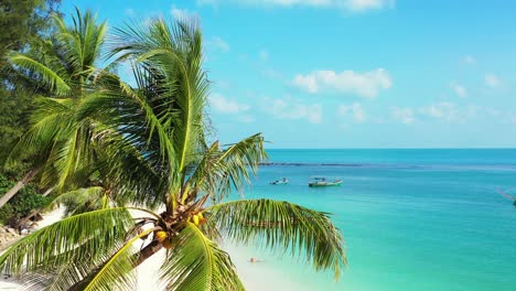 palm on beach background