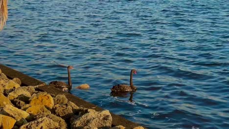 black swans with baby cygnets in the swan river, perth, western australia