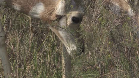 Pronghorn-doe-grazing-in-sagebrush-in-Yellowstone-National-Park,-USA,-close-up