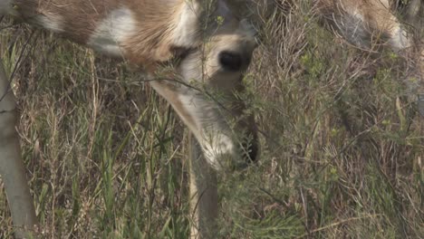 pronghorn doe grazing in sagebrush in yellowstone national park, usa, close-up