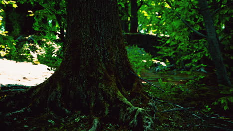 Large-and-long-tree-roots-with-moss