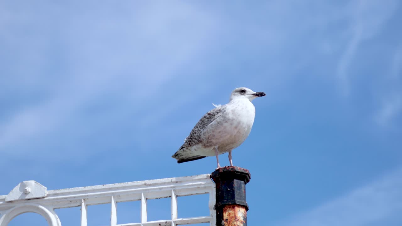 Herring gull perched on a fence in Brighton