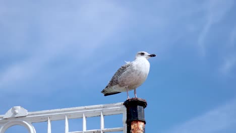 la gaviota de arenque se alza en una valla en brighton