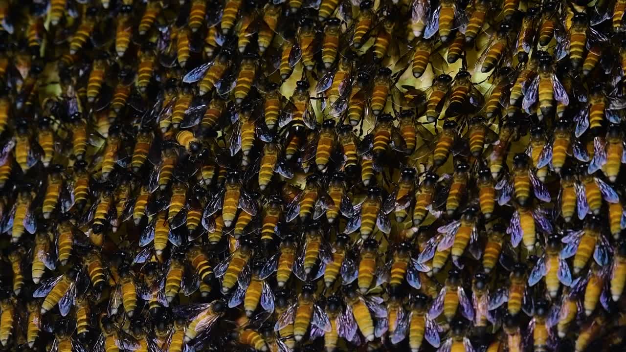 se sabe que las abejas melíferas gigantes construyen grandes colonias de nidos con bolsillos simétricos hechos de cera para almacenar miel como fuente de alimento.