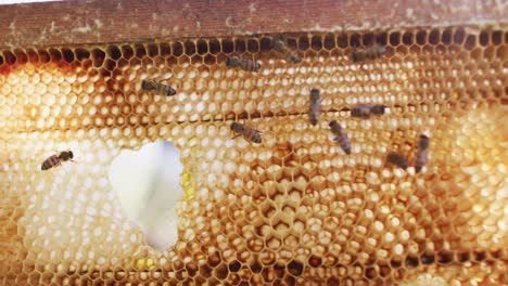 close up of bees on honeycomb frame from a beehive