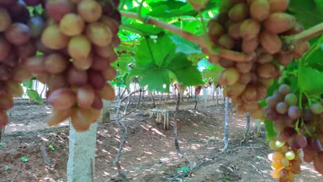 Primer-Plano-De-Uvas-Sin-Semillas-Maduras-Frescas-Listas-Para-Cosechar