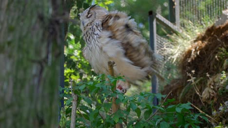 closeup-4k-video-of-a-male-Siberian-eagle-owl,-a-large-bird-of-prey,-sitting-on-a-branch-and-flapping-wings-in-summertime-with-white-brown-feathers-and-orange-eyes,-looking-around-and-hiding-animal