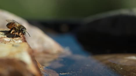 honey bee turns around on rock at waterside and flies away