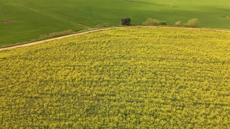 Hermoso-Paisaje-Rural-Con-Campo-De-Colza-En-Flor