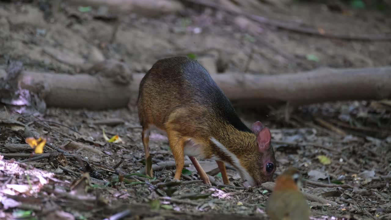 buscando alimento en el bosque, un ratón-ciervo menor tragulus kanchil encontró algo de comida en el suelo del bosque del parque nacional kaeng krachan, en la provincia de phetchaburi en tailandia