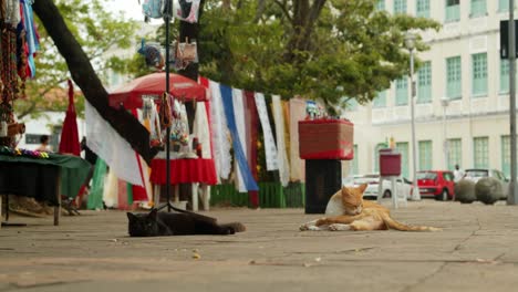 Black-and-Red-tabby-lazy-cats-lying-down-on-sidewalk-licking-themselves-and-looking-at-the-camera