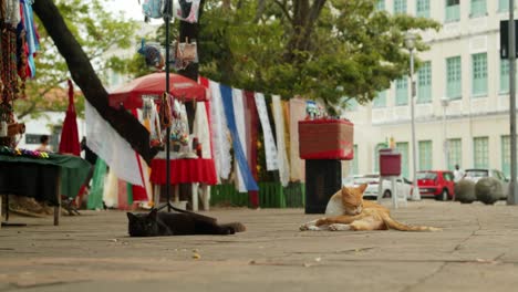 gatos perezosos atigrados negros y rojos acostados en la acera lamiéndose y mirando la cámara