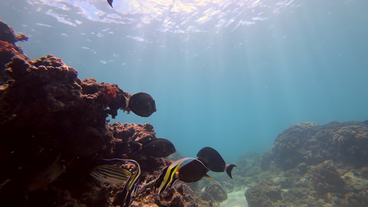 Vibrant Tropical Fish and Coral Reef Underwater
