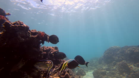 vibrant tropical fish and coral reef underwater