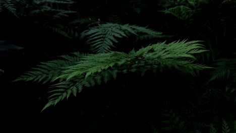 beautiful deep green fern foliage in a dark jungle scene