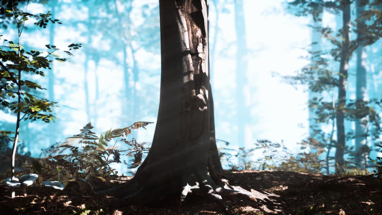 아침 안개 속 의 웅장 한 숲 의 파노라마 뷰