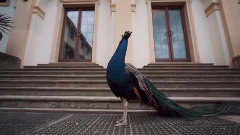 male blue peacock stands gracefully outside house, close up