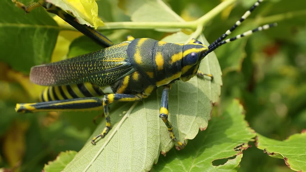 aularches miliaris는 aularches 속의 단일 유형의 도마 ⁇  종입니다. 이 곤충은 커피 도마 ⁇ , 유령 도마 ⁇ , 북부 반점 도마 ⁇ 을 포함한 다양한 이름으로 불립니다.