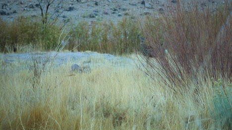 ciervos salvajes vistos detrás de la hierba salvaje en el valle agradable en obispo, california