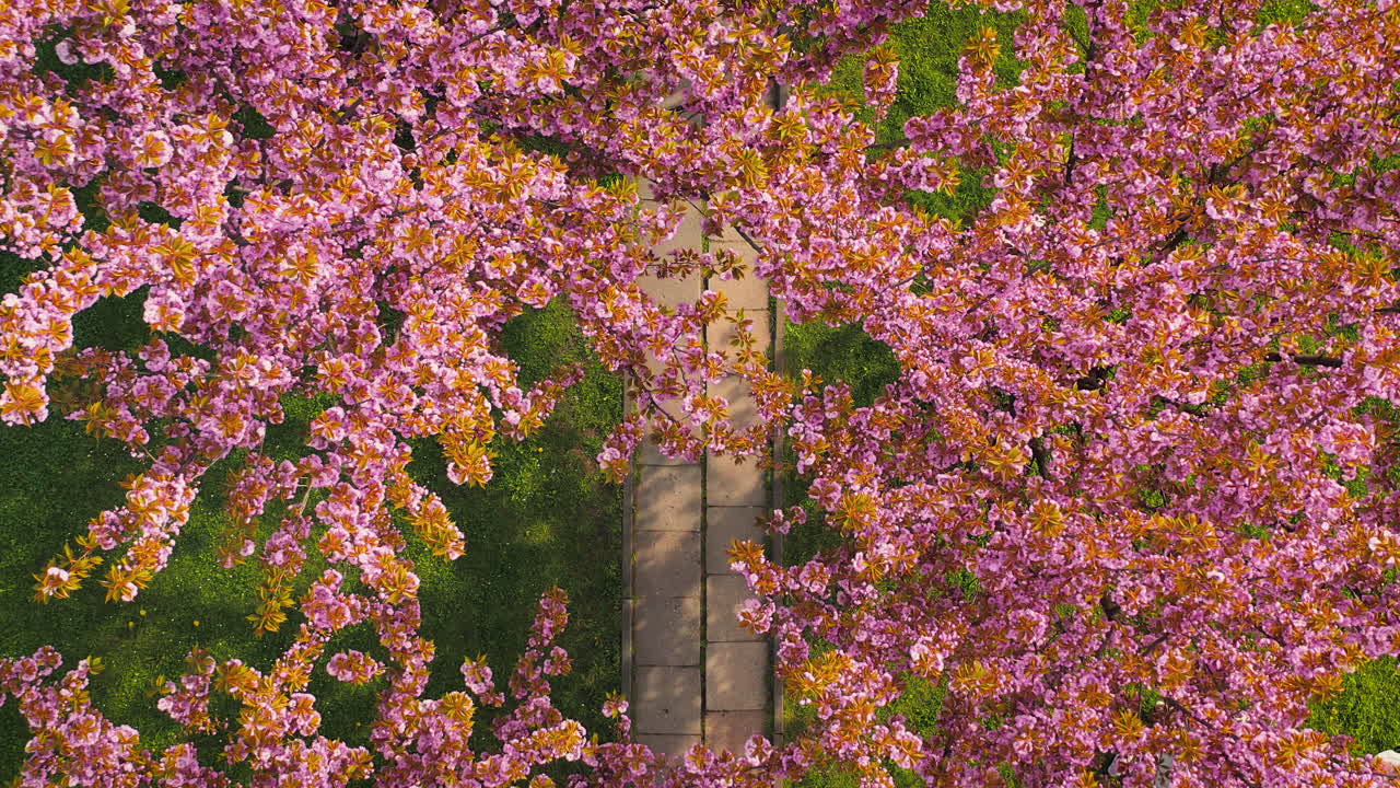 Drone view of cherry blossom alley - sakura at spring time in Bronowice, Krakow, Poland.
Morning, soft light.
Some people taking photos.