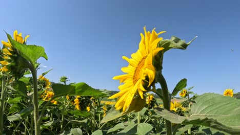 Sunflower-is-a genus comprising-about-70 species of-annual-and-perennial flowering-H