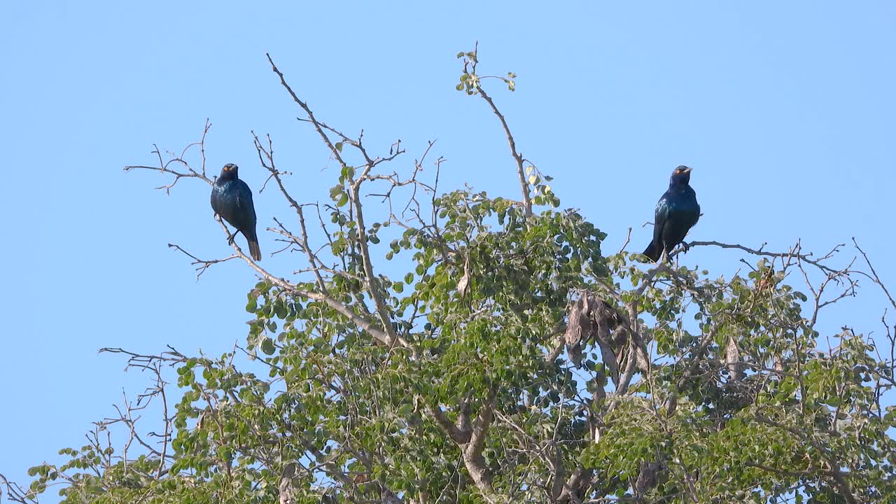Birds resting top of tree Kruger National park South Africa wildlife species