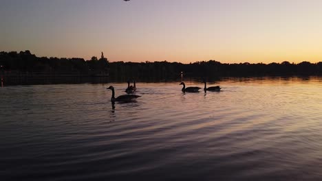 ducks at the lake during sunset