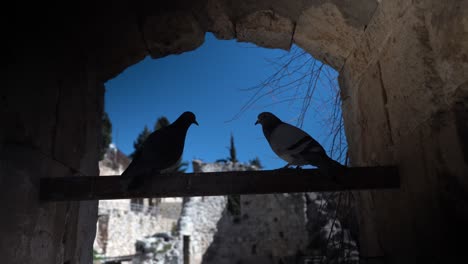 birds silhouette silhouettes in israel jerusalem